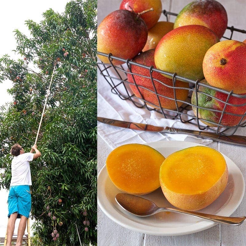 photo of man picking mangos from a tree with fruit picker and a basket of mangos next to a plate of a sliced mango 