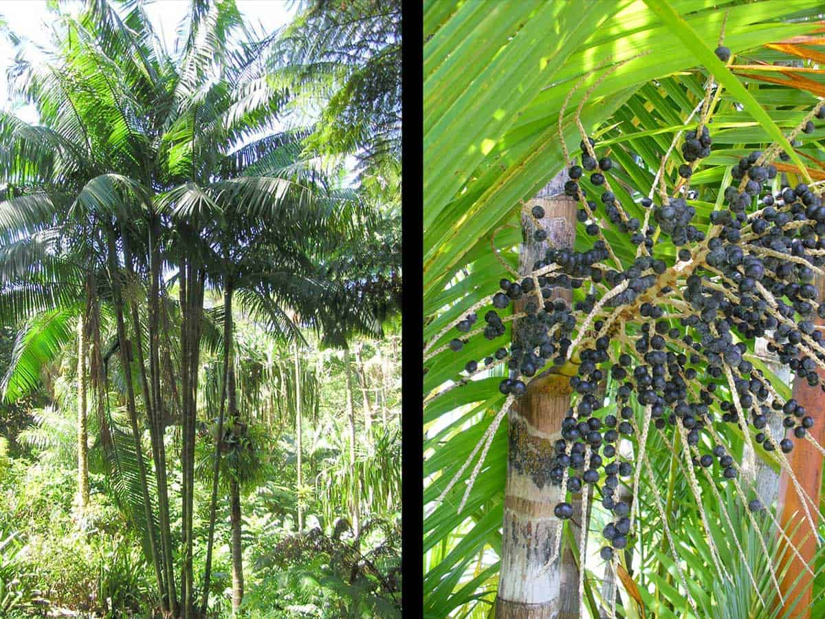 tall acai palms stacked together in a green forest and a close up of the acai berries